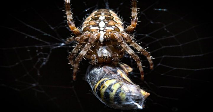 Hypnotherapy Barnes Hypnosis Spider Phobia